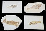 Lot: Green River Fossil Fish - Pieces #81294-2